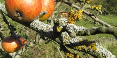 Kako se riješiti lišajeva na stablu jabuke